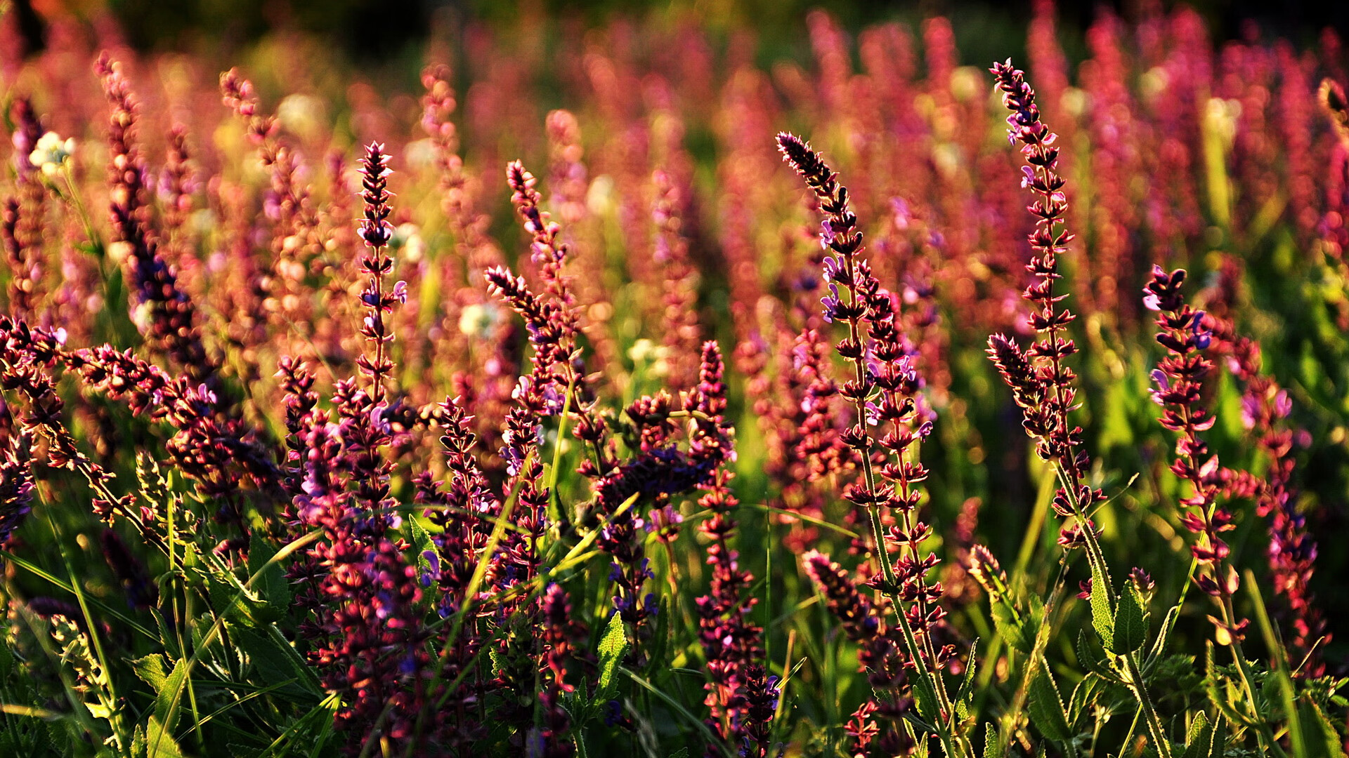 巨人之墙，戈贝尔如何用无形之手扼住黄蜂咽喉