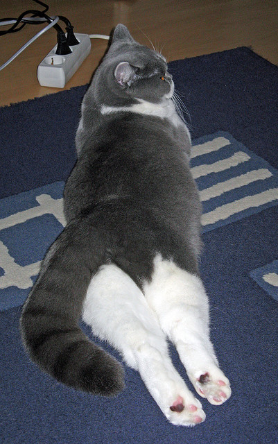 橙衣风暴席卷雷恩！富安健洋闪电出鞘，比赛悬念半小时告终