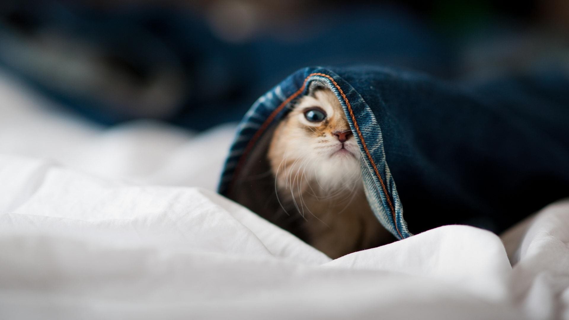 范弗利特末节三分雨如瀑，奇才大师控局力克太阳