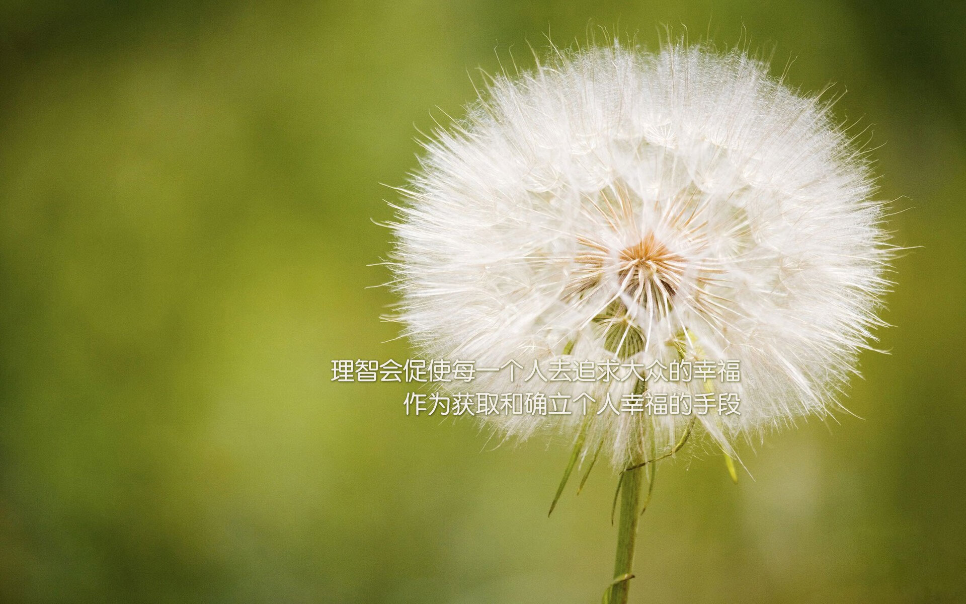 开云体育官网-欧冠决赛焦点战，凯尔特人收割北京队，绿茵场上的东西方对决