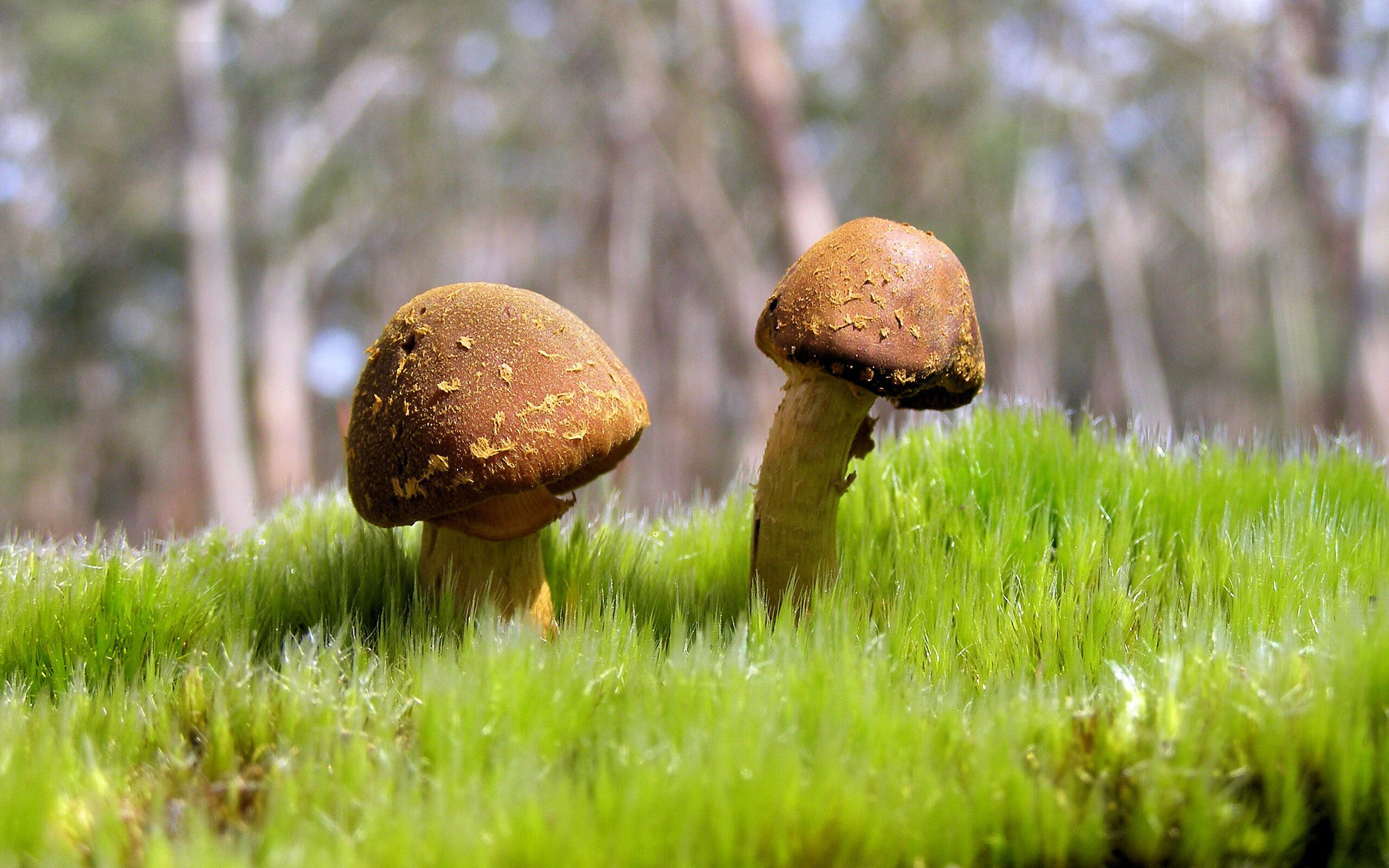 开云体育在线-太阳烈焰焚国王，戈贝尔擎天定乾坤，攻防转换的现代篮球美学