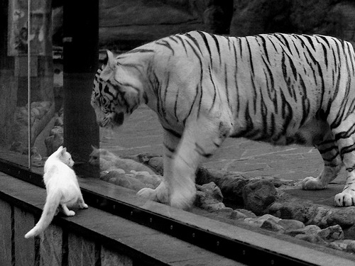 铁王座新王加冕！英格拉姆致命连击终结奇才悬念