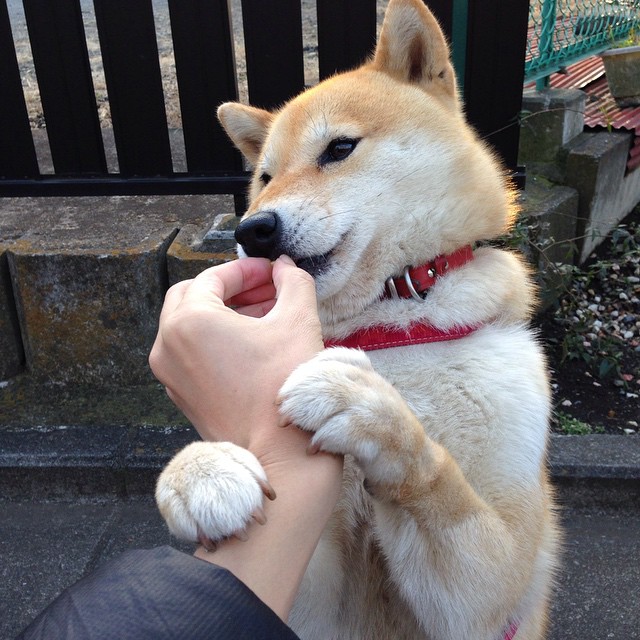 开云体育-F1年度争冠之夜的篮球回声，西亚卡姆全场最佳无争议