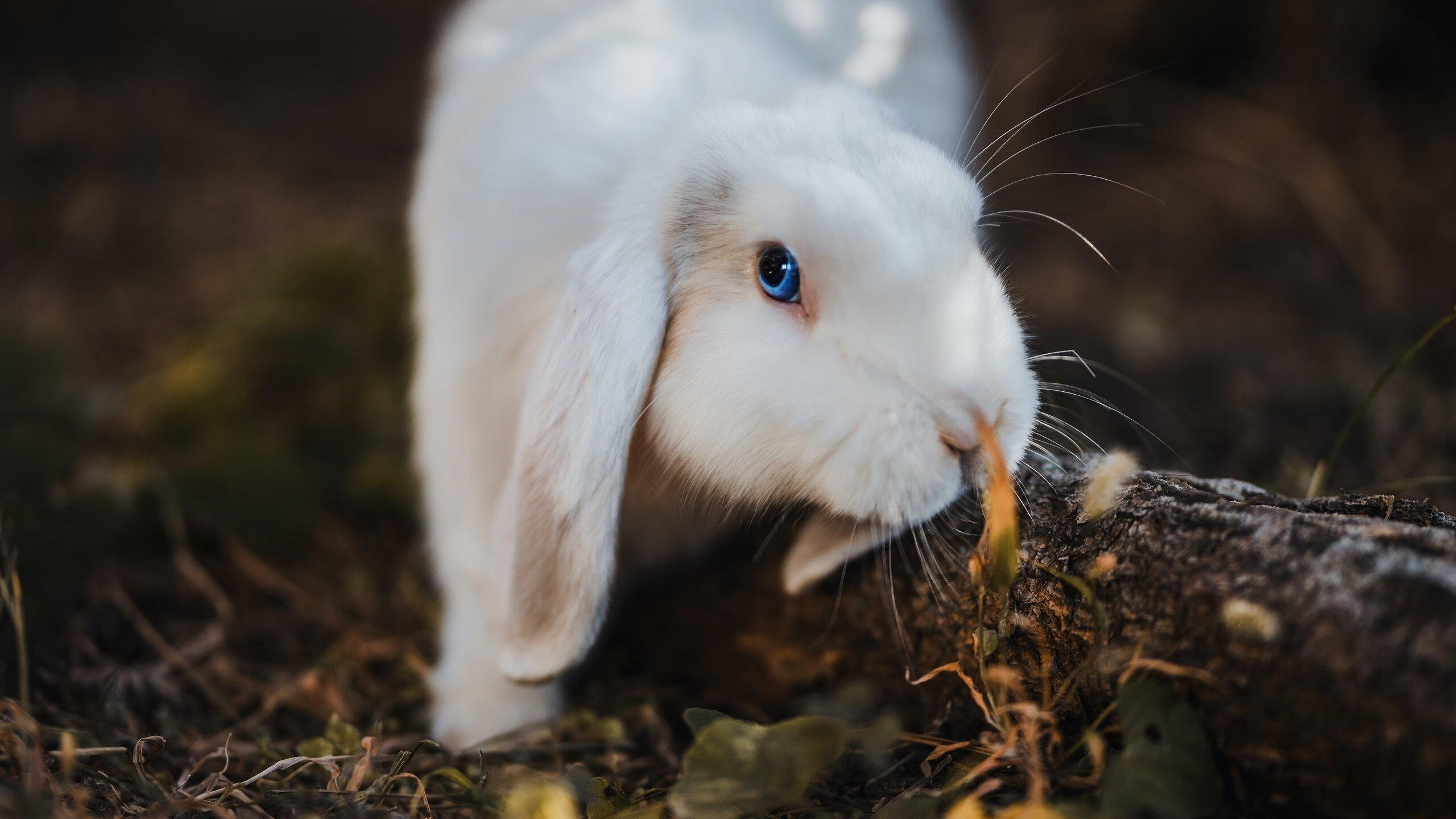 篮球梦境的裂缝,当杜兰特踏碎次元,尼克斯爆冷撕裂广东王朝