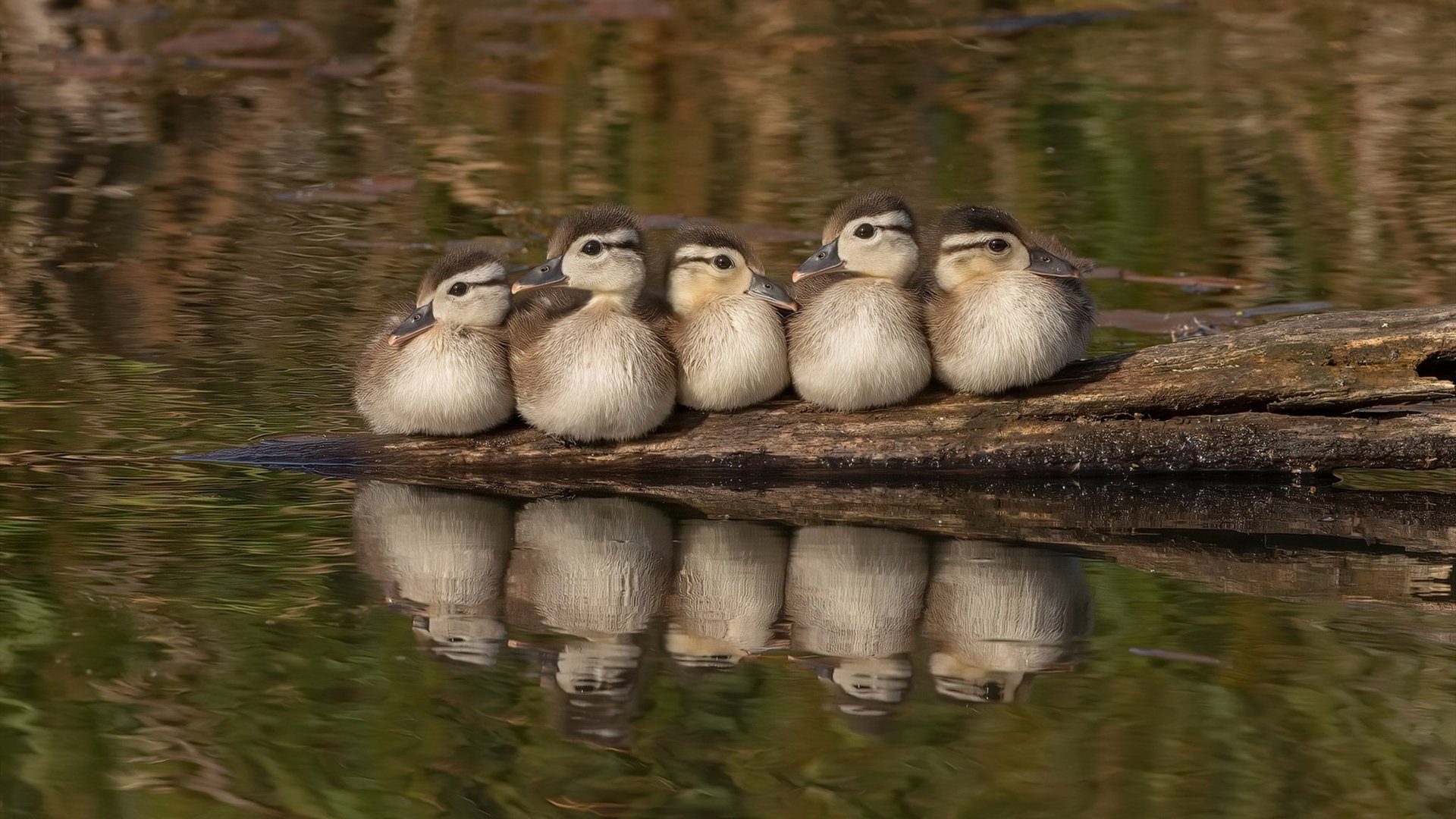 诺坎普之围，当苏亚雷斯的铁腕压制击碎西班牙足球的灵魂图腾—记曼城如何以工业革命式的足球掀翻伊比利亚王座