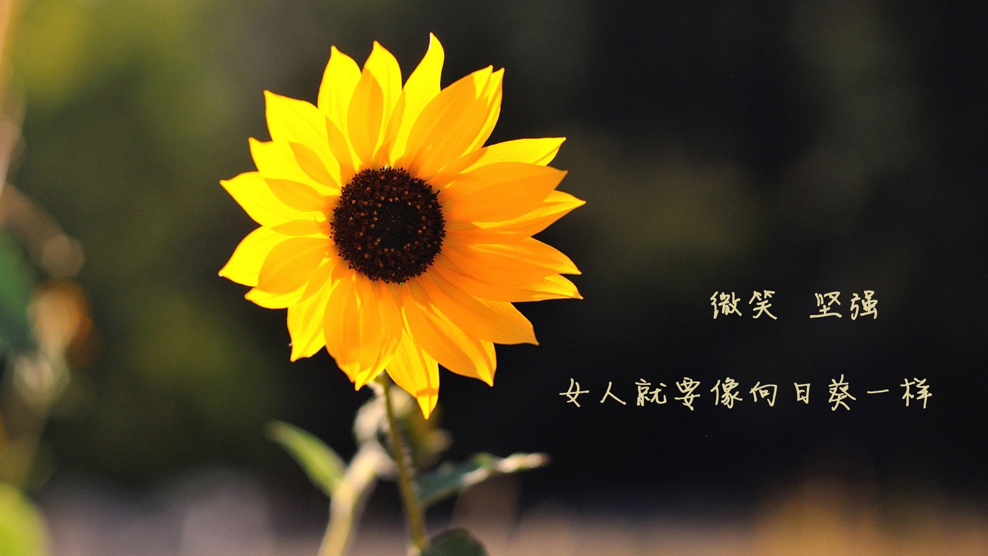 马尚·布鲁克斯魔力绽放，广东第三节一波流终结深圳悬念