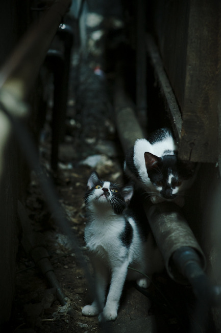 开云体育登录-无声的轰鸣，凯恩的欧冠淘汰赛之夜，一记改写过去与未来的射门