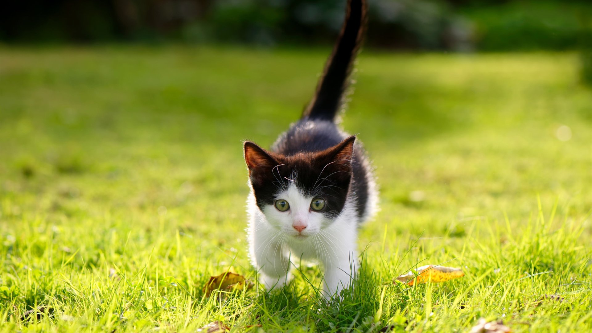 F1新赛季揭幕战,戈贝尔化身防守引擎,北京队强压战术让国王队窒息