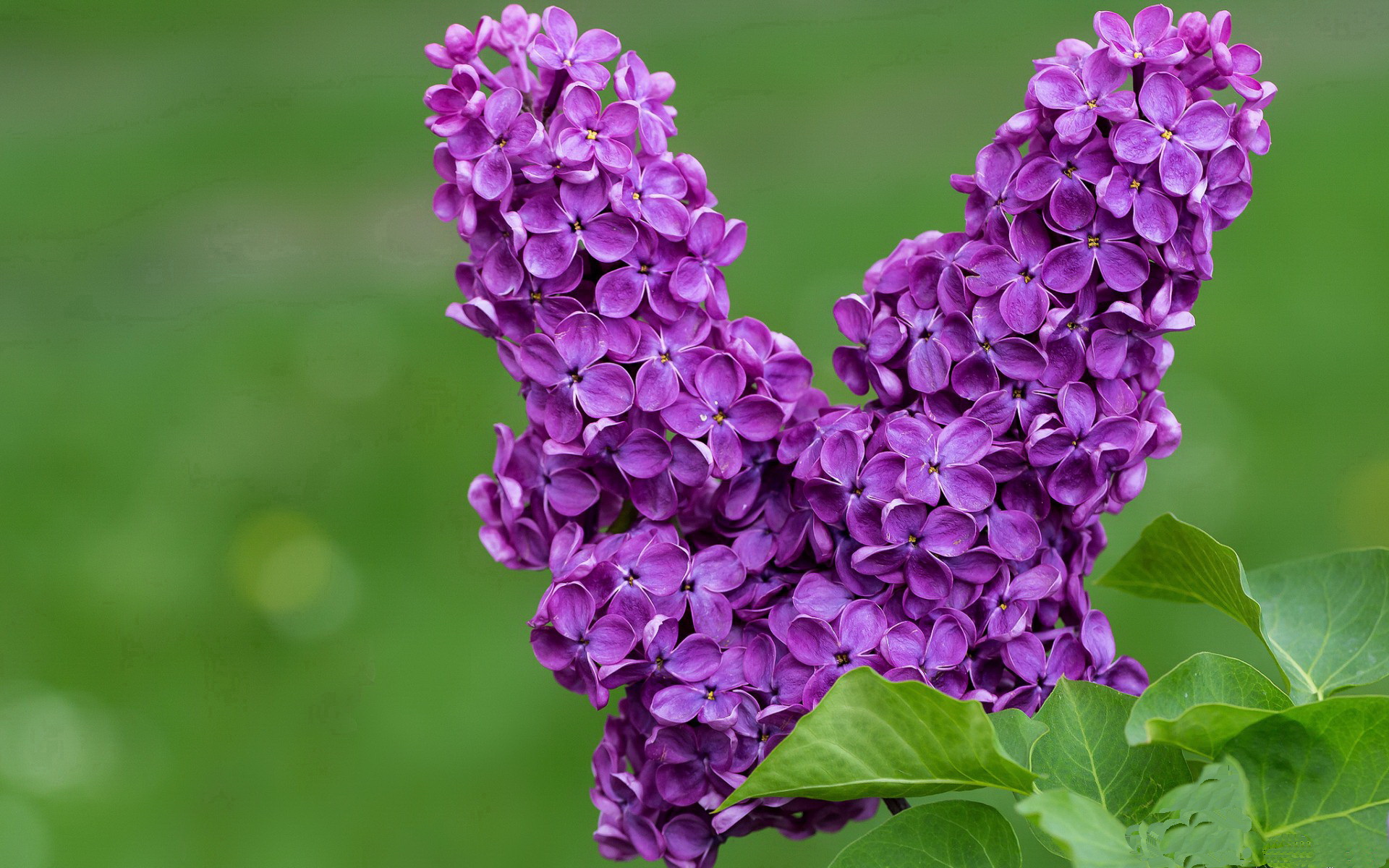 洪都拉斯足球新篇章,征服尼斯,内马尔成救世主