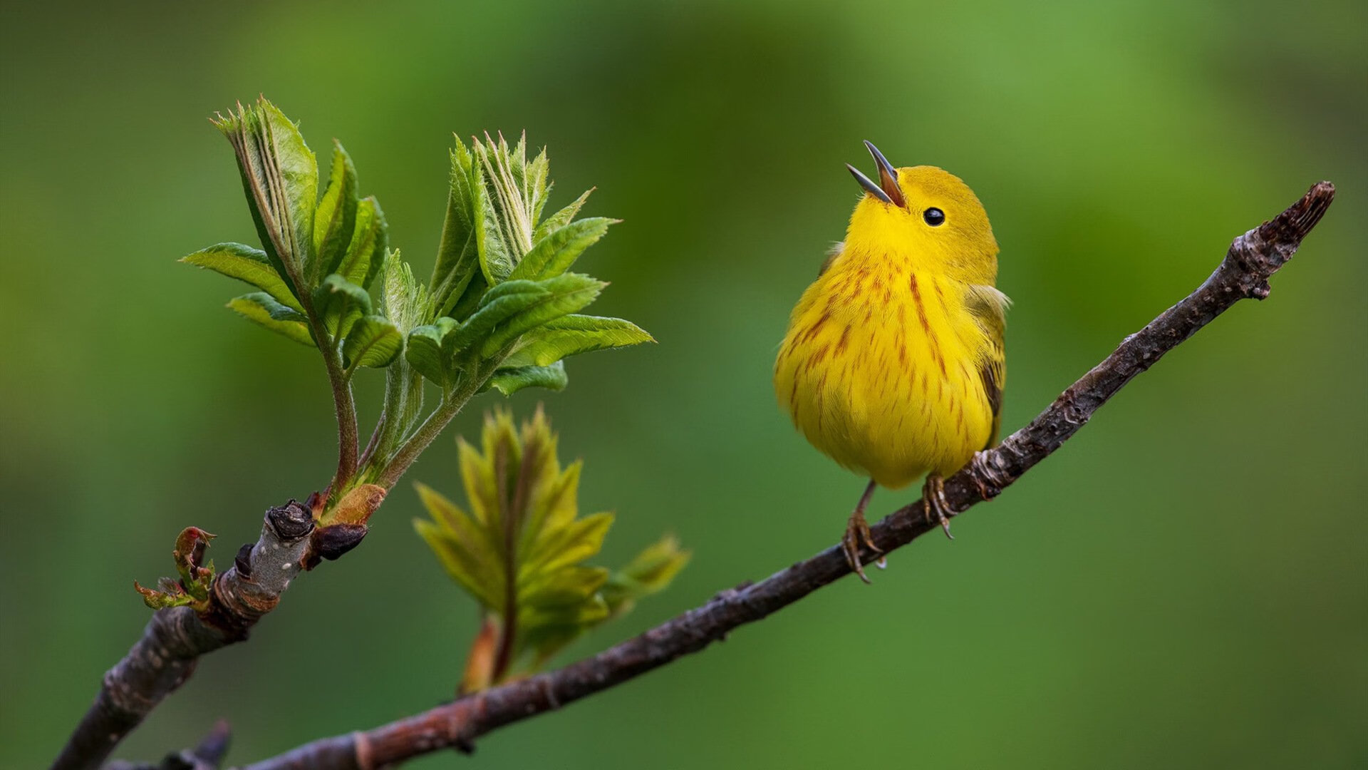 开云体育入口-重压美学，从喀麦隆的集体战吼到内马尔的个人交响