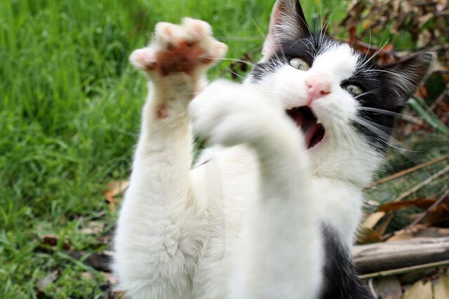 重压美学，从喀麦隆的集体战吼到内马尔的个人交响