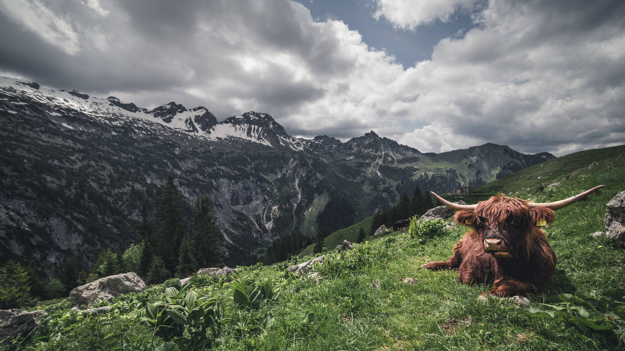 节奏与里程碑，公牛的掌控与马克西的突破