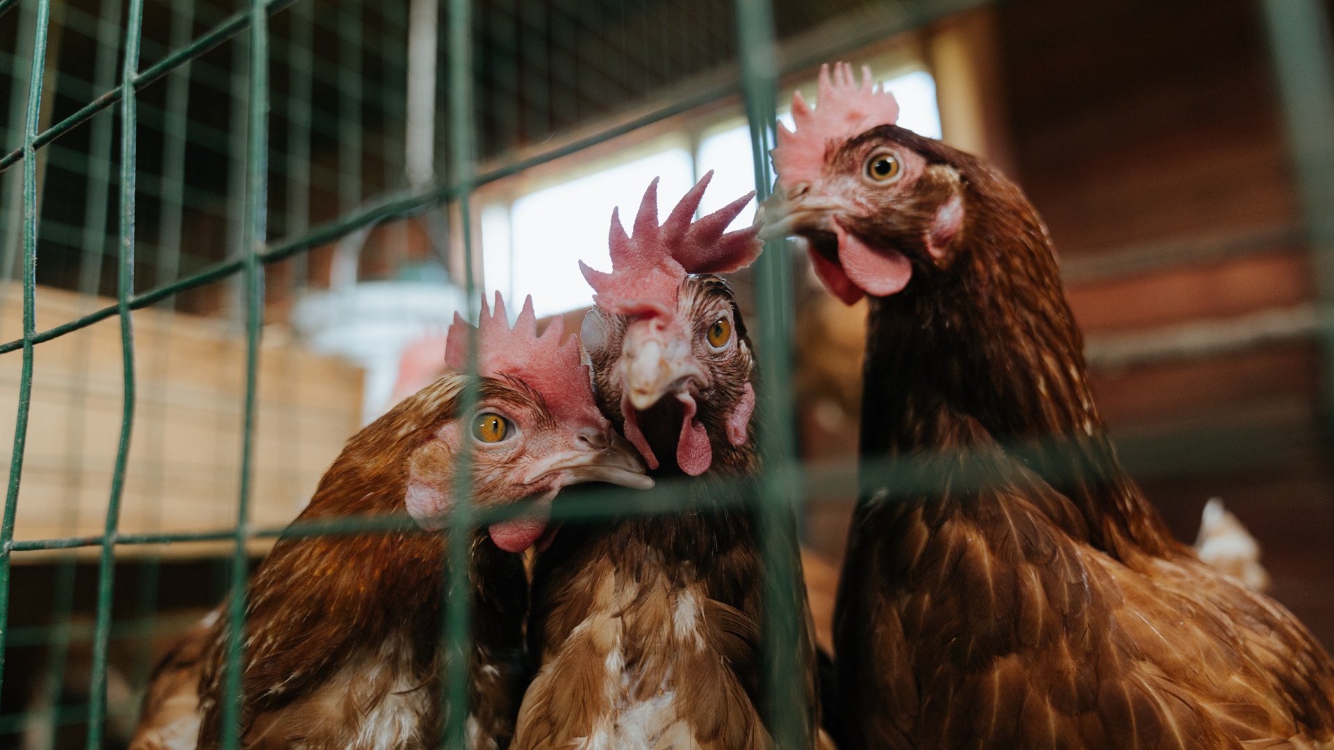 猎豹之夜，爱德华兹在F1年度争冠焦点战中证明自己